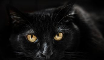 Image of a black cat