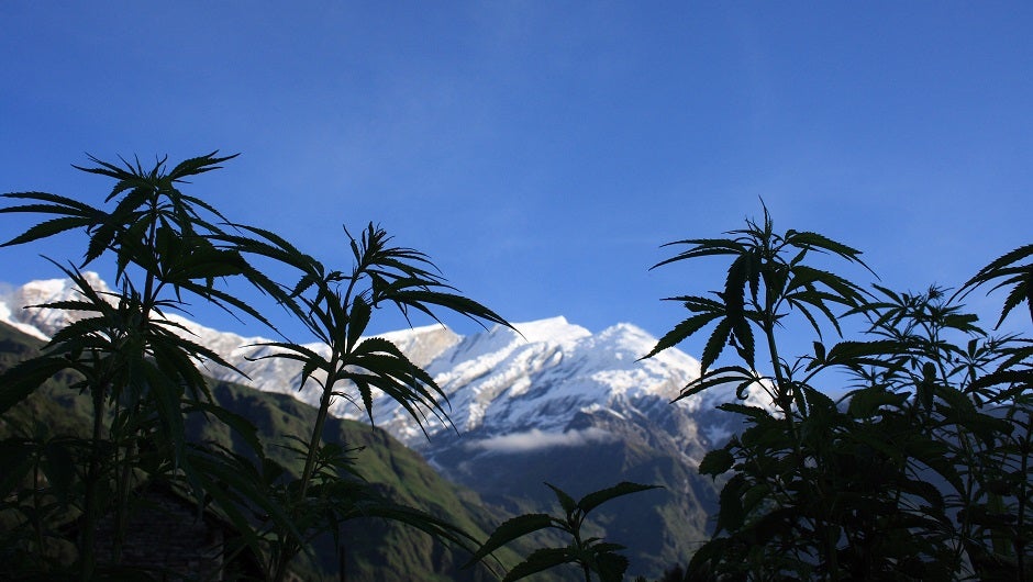 cannabis industry